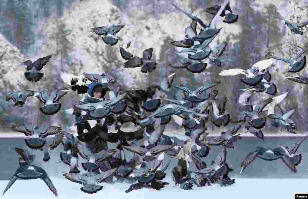 Seorang anak laki-laki memberi makan burung-burung merpati di tepi sungai Yenisei yang diselimuti salju di kota Divnogorsk, Siberia-Rusia.