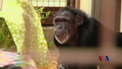 一辈子当试验对象的他终于退休了