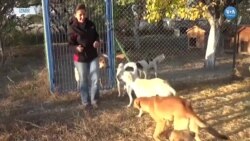 Türkiye’de Hayvanseverler Yasayı Yeterli Bulmuyor