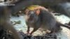 Scientists: 'Rats Causing Big Damage to World Coral Reefs'