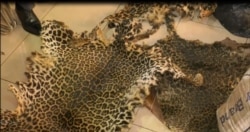 Leopard Skin seized in Yaounde, July 22, 2021. (Moki Edwin Kindzeka/VOA)