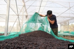 Workers dry coffee beans at a coffee factory in Dak Lak province, Vietnam, on Feb. 1, 2024. (AP Photo/Hau Dinh)