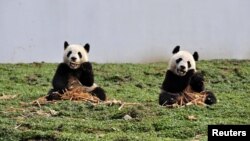 两只大熊猫在中国四川省的一个大熊猫保护和研究中心