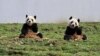 Two giant pandas eat bamboo at the new base of the China Conservation and Research Center for the Giant Panda in Wolong, Sichuan province, October 30, 2012