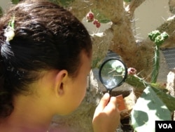 Gelsy Marisol, 10, studies a cactus in the Junior Botanist program at the U.S. Botanic Garden, Aug. 15, 2014. (Photo: J. Taboh / VOA)