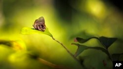 FILE - A St. Francis' satyr butterfly rests on a leaf in a swamp at Fort Bragg in North Carolina, July 29, 2019. 