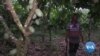 Traditional Cocoa-Exporter Ghana Pushes for More Local Chocolate