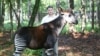 John Lucas with an Okapi or forest giraffe (Okapi Conservation Project)