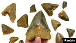 دندان‌های فسیل شده «مگالودون» 