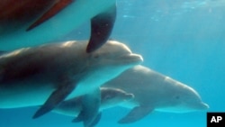 新生小海豚（中间）在母海豚的陪伴下游走在水中。