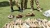 Kenyan Wildlife wardens keep a watch on confiscated elephant tusks at the Kenyan wildlife offices in Nairobi, Kenya, January 16, 2013.