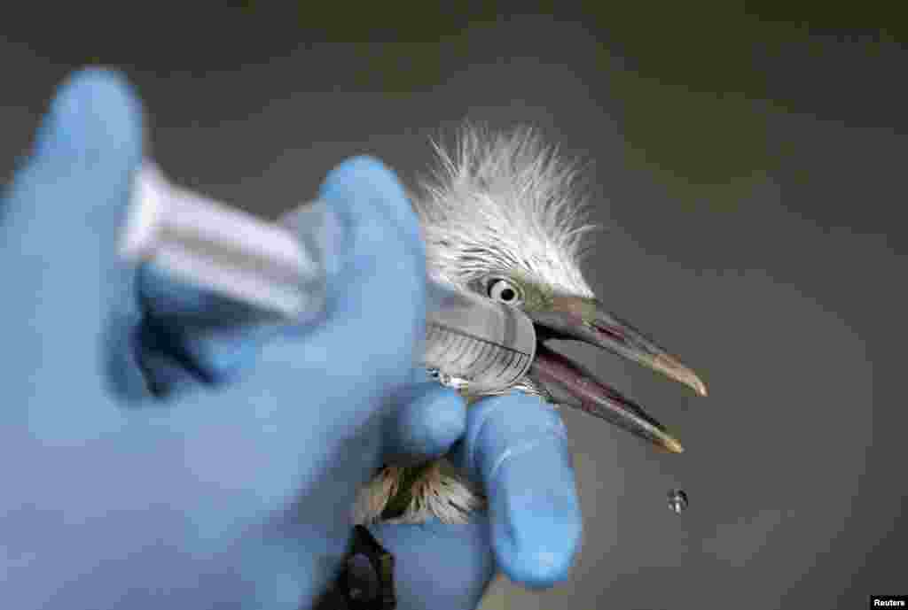 Seorang relawan memasukkan air gula ke mulut seekor anak burung di sebuah rumah sakit hewan di desa Hathijan, di pinggiran kota Ahmedabad, India Barat . 