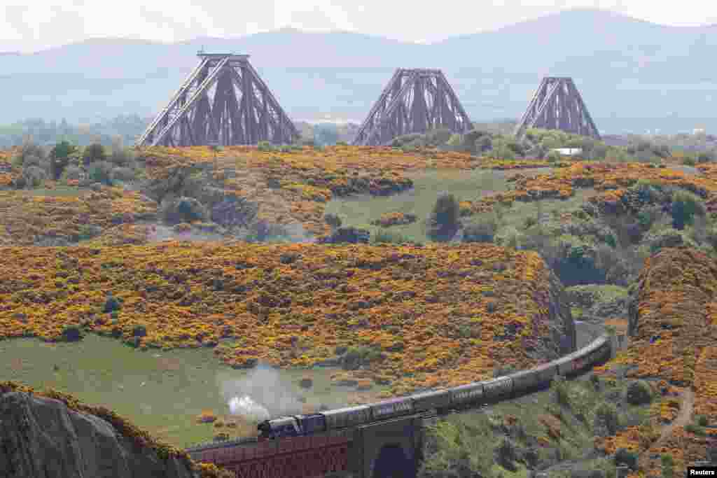 The Forth Bridge dominates the background as the Flying Scotsman steam train travels through the Fife countryside in Scotland.