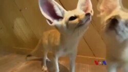 တိရစ္ဆာန်ချစ်သူများ ကော်ဖီဆိုင်