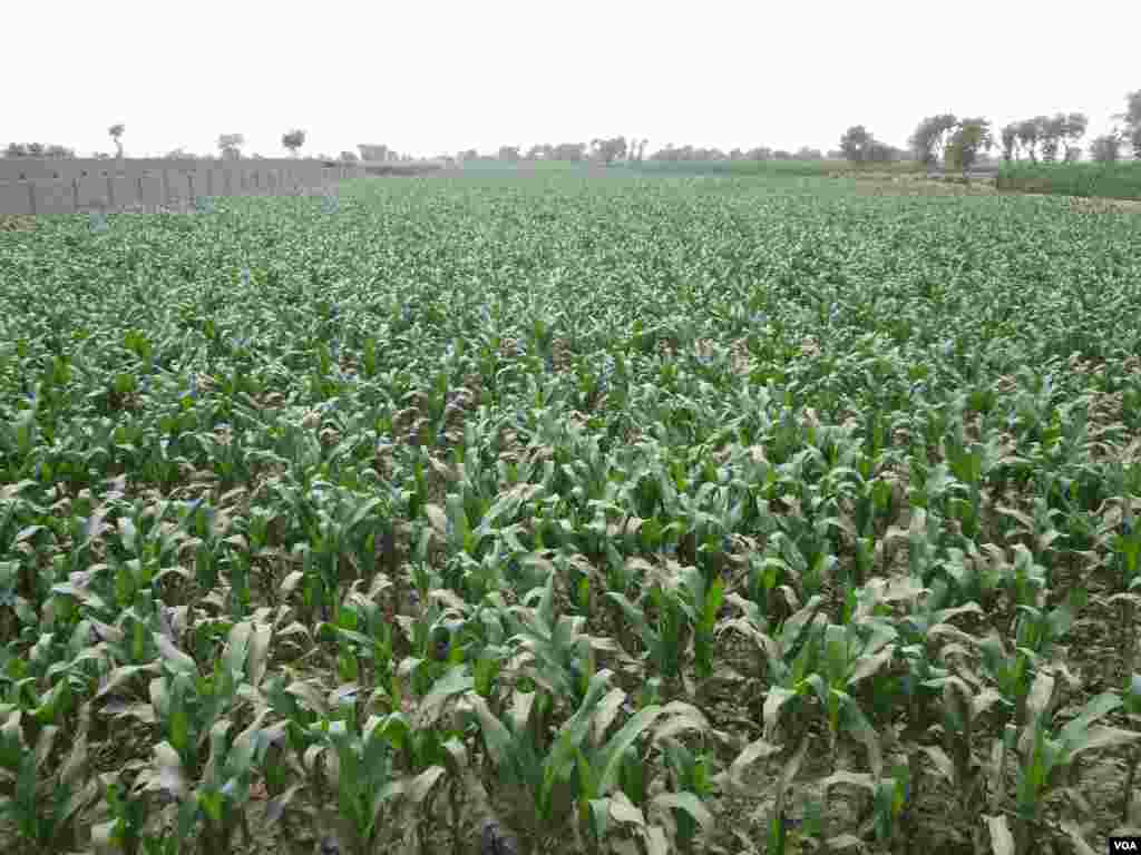 کسانوں کی جانب سے لگائی گئی چاول کی فصل۔&nbsp;