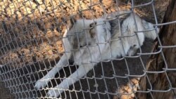 Wolf-Dogs Help Veterans Cope With PTSD