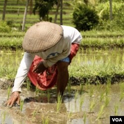 Terbatasnya lahan yang mereka miliki, membuat petani tak dapat memetik keuntungan dari kenaikan harga hasil panen mereka.
