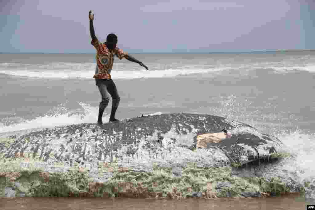 Seorang pria berdiri di atas bangkai ikan paus di Kokrobite, sebuah desa pesisir di luar kota Accra, Ghana. Lima paus terdampar dan tewas dalam waktu tiga hari di pantai Ghana.
