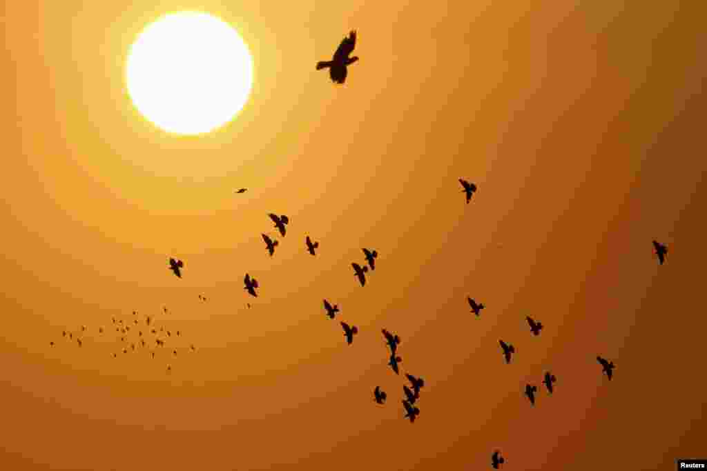 &nbsp;Siluet dari burung-burung merpati yang terbang di atas ibukota Amman saat matahari terbit, 5 September 2013.