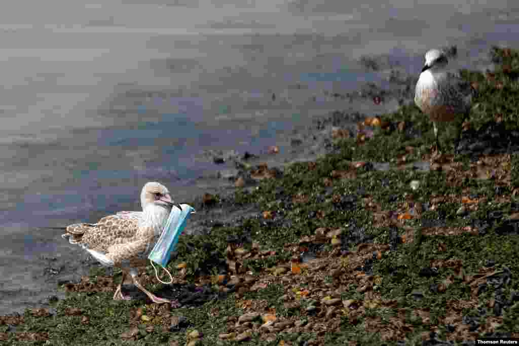 영국 도버 항구 해안에서 갈매기가 코로나바이러스 감염 예방 마스크를 물고 있다. 