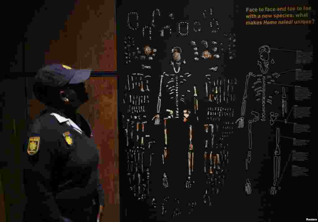 A police officer looks at an illustration at an exhibit of the largest collection of fossils of close human relatives ever to go on public view in South Africa, at an area named "The Cradle of Humankind," northwest of Johannesburg, South Africa.