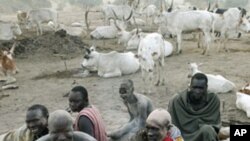 Makiyayan kabilar Mundari kusa da wani matsuguni dake Terekeka, jihar Equatoriaya ,a Kudancin Sudan, inda aka kada kuriyar gagarumin goyon bayan 'yancin kai, 19 Jan 2011 amma yanzu sun shiga wani mawuyacin hali