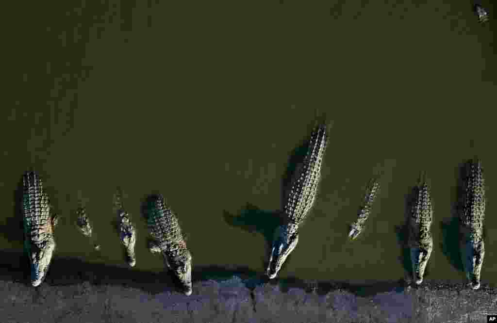 Crocodiles rest at a a farm in the Jordan Valley, West Bank.