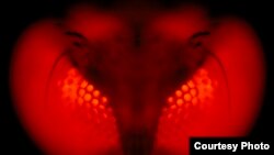 Scientists have engineered mosquitoes that produce almost exclusively male offspring. (Sinclair Stammers)