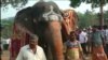 Annual 'Rejuvenation' Camp for Elephants Belonging to Temples