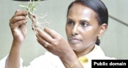 ዶ/ር ሰገነት ቀለሙ በምርምር ላይ