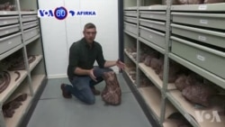 VOA60 Afirka: Tawagar Wasu Masana Masu Binciken Halitu Sun Gano Wata Sabuwar Halitta A Afirka Ta Kudu