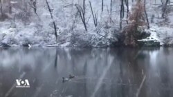 თოვლი ნიუ-იორკში