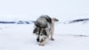 Canada apologizes to Inuit communities for mass killing of sled dogs decades ago