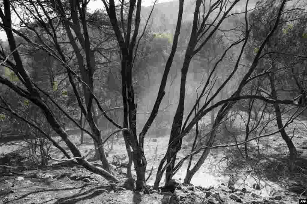 Foto kondisi hutan di kota Haifa, Israel yang hangus terbakar.