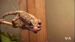 Scientists Solve Mystery of Chameleon Eyes