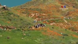 ԲԱՐԻ ԼՈՒՅՍ. Ստելլա Գրիգորյանը Կալիֆոռնիայի ծաղկած կակաչների մասին