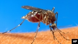 말라리아 발병 원인인 모기가 사람의 피를 빨고 있다.(자료사진)