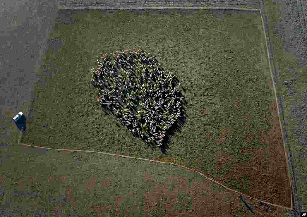 독일 프랑크푸르트 외곽 로드가우의 들판에 양들이 모여있다. 