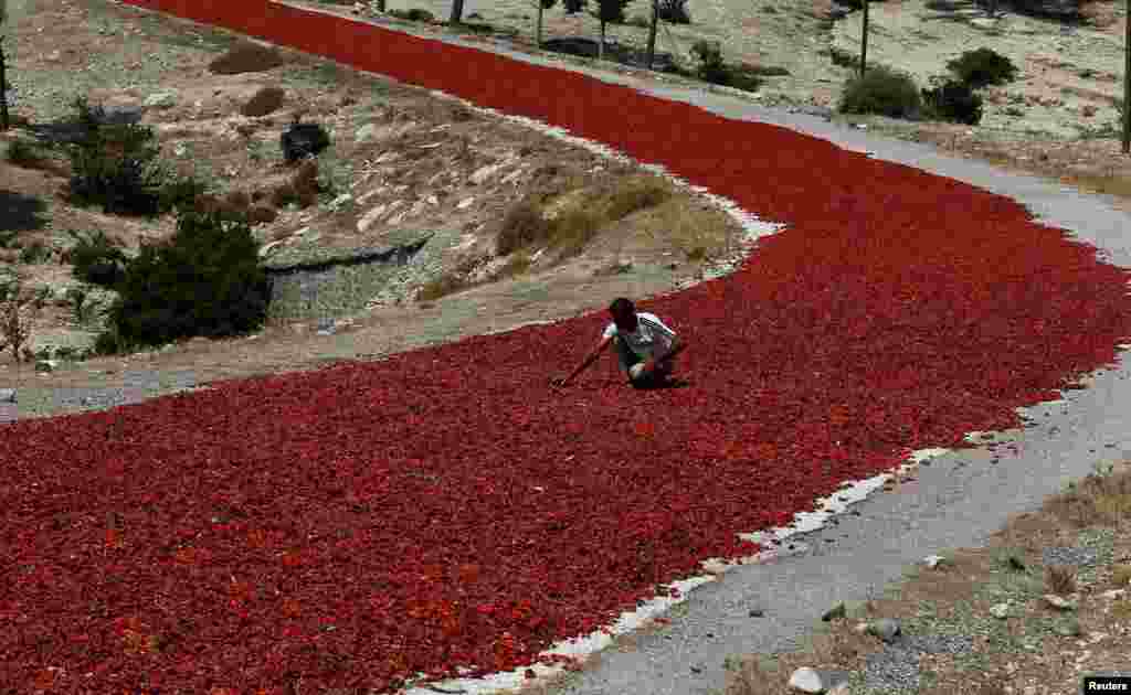 កសិករ​ម្នាក់​ពិនិត្យ​មើល​ម្ទេស​ដាក់​ហាល​លើ​ផ្លូវ​មួយ​ក្រោម​ពន្លឺ​ព្រះ​អាទិត្យ​ មុន​ពេល​លក់​ទៅ​ឲ្យ​រោងចក្រ​ផ្សេងៗ​នៅ​ខេត្ត Kilis ប្រទេស​តួកគី។&nbsp;