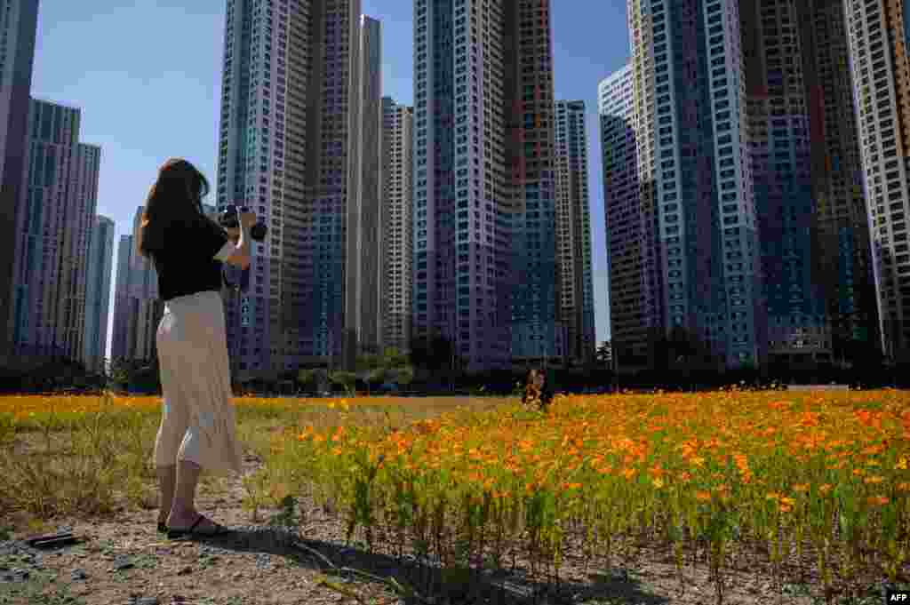 한국 서울 고양의 아파트 단지 앞 코스모스 밭에서 사람들이 사진을 찍고 있다. 