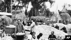 历史照片：北京郊区四季青人民公社的男女社员收玉米。(1959年1月20日)