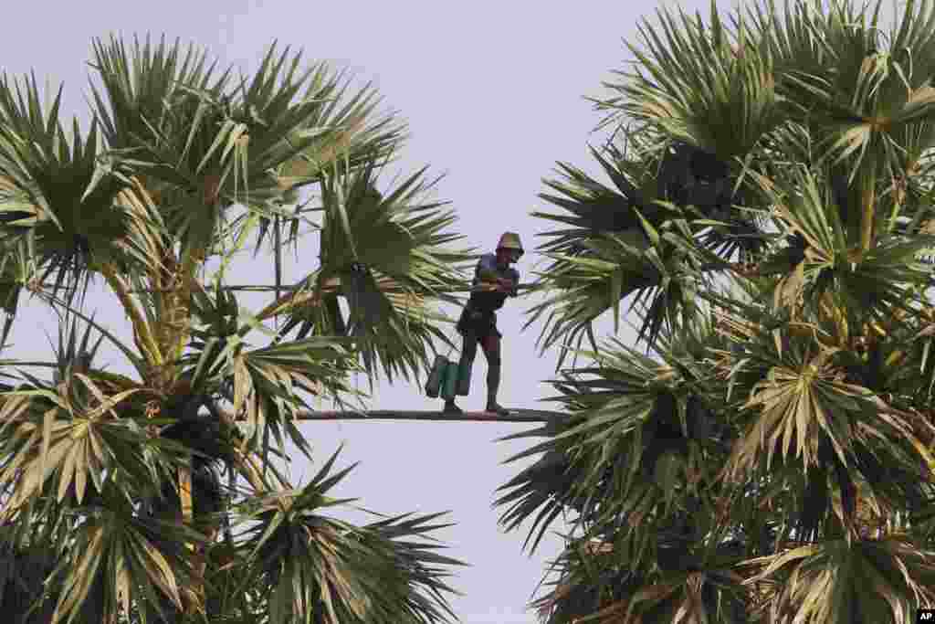 Pria Kamboja ini berjalan pada bambu sepanjang 5-meter di antara dua pohon nira/lontar untuk mengumpulkan air gula di desa Samroang, provinsi Kampong Chhnang, sebelah barat daya ibukota Phnom Penh.