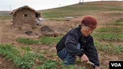 朝鲜的一位老年妇女在田里劳作
