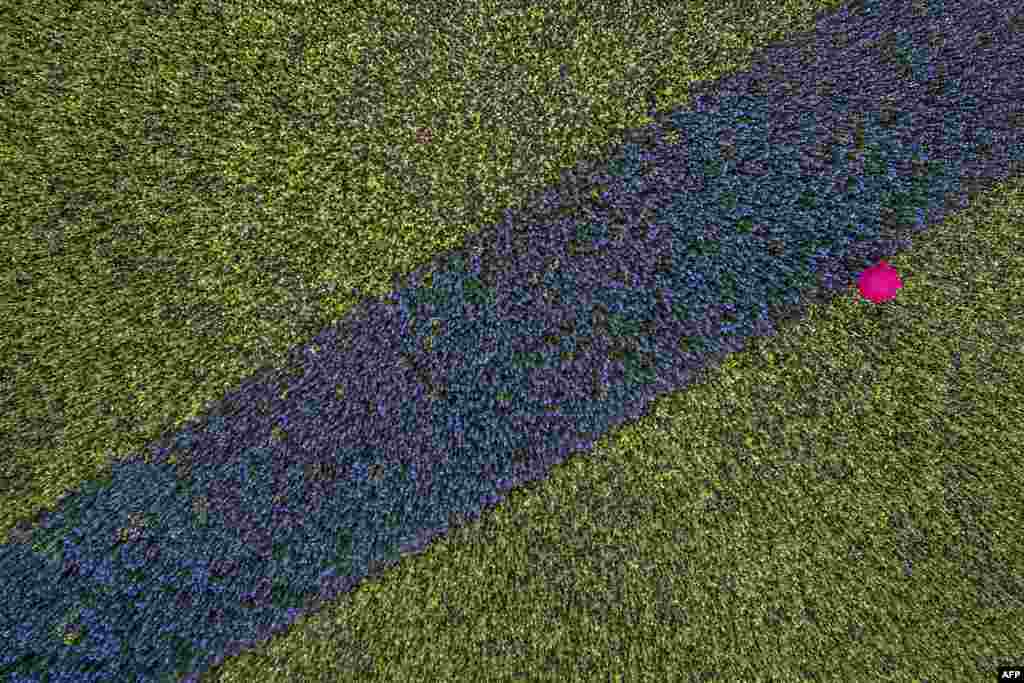 Foto udara seorang dengan payung warna pink (merah muda) melewati sebuah ladang dengan tanaman warna biru dan kuning/hijau di Cologne, Jerman.