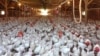 Minnesota Declares Emergency Over Bird Flu Outbreak 