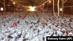 FILE - A flock of turkeys at a Minnesota poultry farm. 