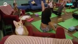 Гендерный бокс, разминка в средневековом стиле и кошачья йога