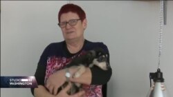 Priča o ženi Mileni Malešević koja 25 godina spašava i udomljava pse