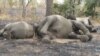 FILE - Elephants which have been killed by poarchers are seen at Bouba Ndjidda National Park in northern Cameroon, near the border with Chad, Feb. 23, 2012. 