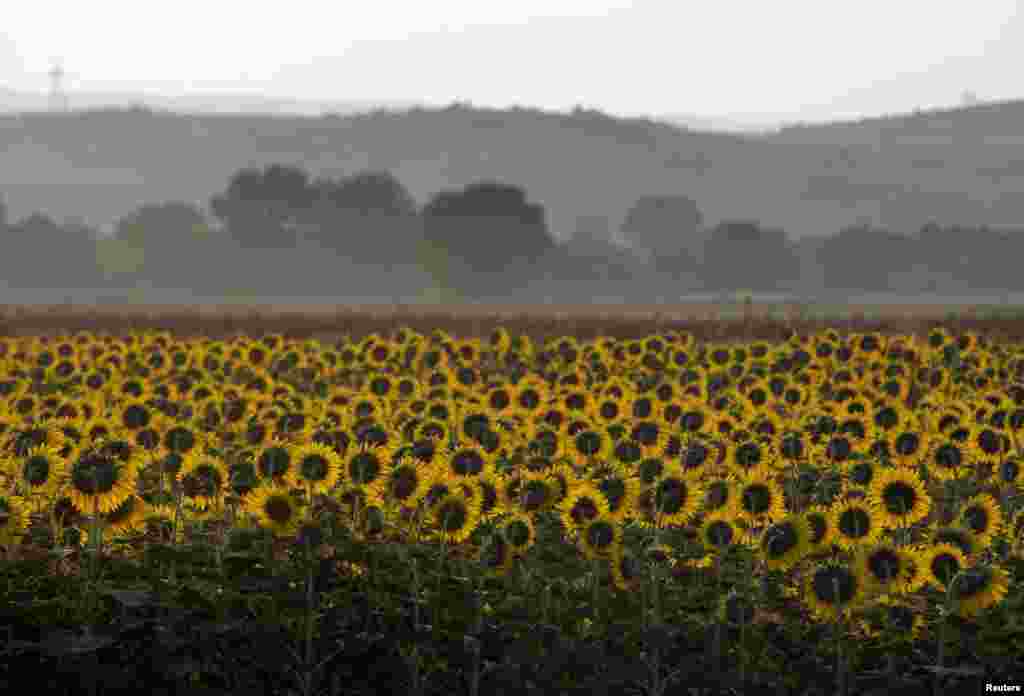 វាល​ផ្កា​ឈូករ័ត្ន​នៅ​ឯ​ព្រំដែន​ក្រិកនិង​ម៉ាសេដូនី​ជិត​ភូមិ Idomeni ​ប្រទេស​ក្រិក។